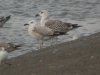 Caspian Gull at Hole Haven Creek (Steve Arlow) (52993 bytes)